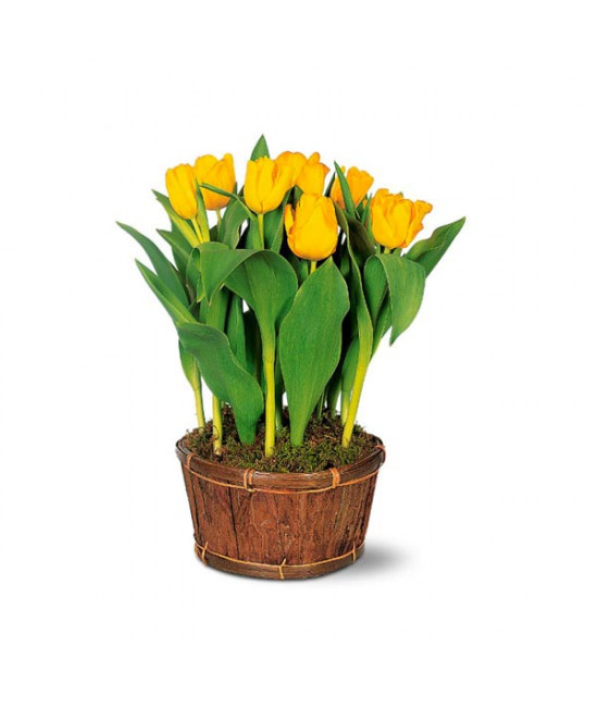 Potted Yellow Tulips